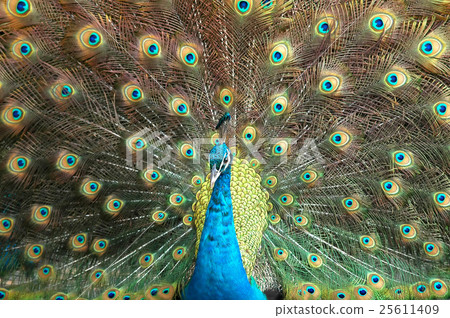 peacock peacock 25611409
