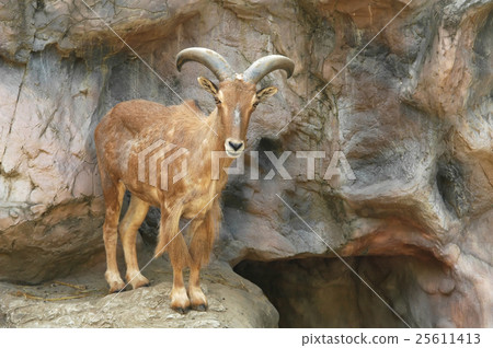 barbary sheep barbary sheep 25611413
