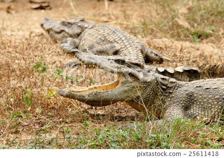 crocodile crocodile 25611418