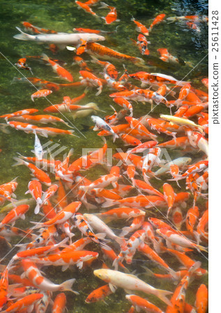 japanese fancy crap 25611428