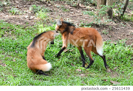 maned wolf 25611439