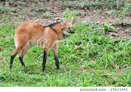 maned wolf 25611441