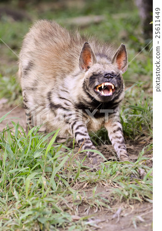 striped hyena 25611449