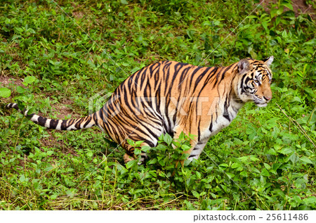 bengal tiger bengal tiger 25611486