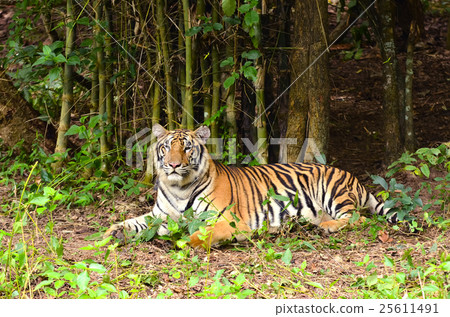 bengal tiger bengal tiger 25611491