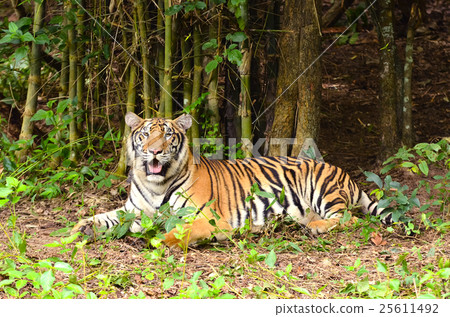 bengal tiger 25611492