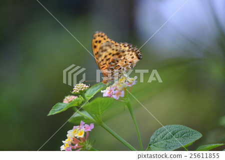 Tsunagro Hyoumon和Lantana 25611855
