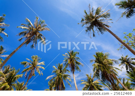 Coconut trees at Nom Island, Nam Du islands Coconut trees at Nom Island, Nam Du islands 25612469