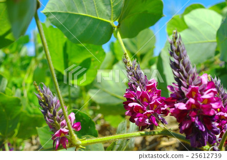 Kuzu no Hana 25612739