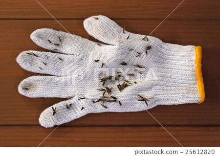 Fruit sticking insects of American Sangdaunsa attached to gloves 25612820
