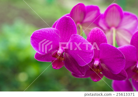 orchid flower with green i 25613371