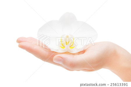 Orchid flower in hand isolated on white Orchid flower in hand isolated on white 25613391