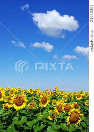 sunflower field sunflower field 25613392
