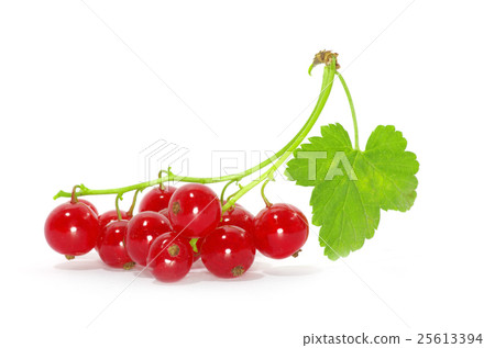 red currants on a white background 25613394