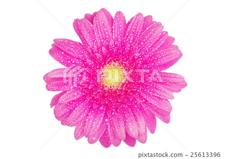 gerbera flower 25613396