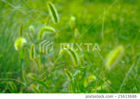 Enokorogasa shaking in the breeze 25613686