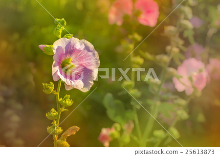 Soft Pink hollyhock blossom Soft Pink hollyhock blossom 25613873