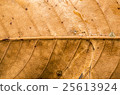 close up brown dry leaf 25613924