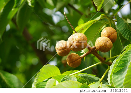 Tinon的果實 25613951