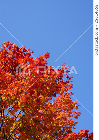 Autumn leaves of Hawti waka maple shining in the blue sky 25614058