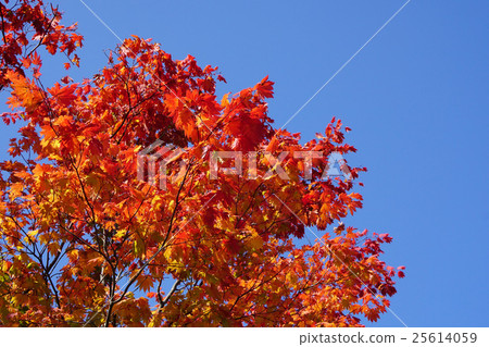 Autumn leaves of Hawti waka maple shining in the blue sky 25614059