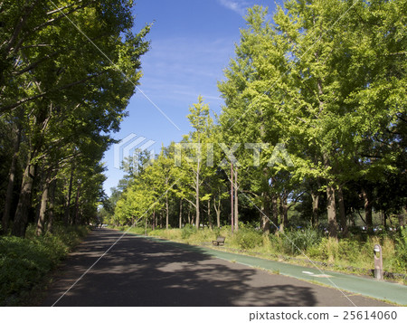 Autumn park, promenade 25614060