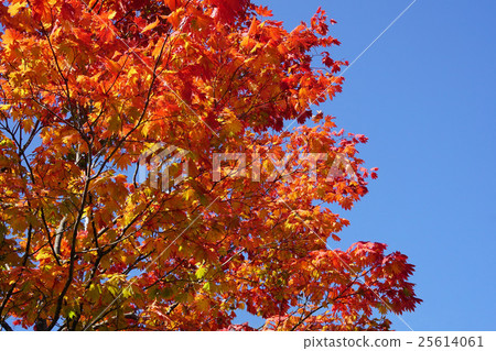 Autumn leaves of Hawti waka maple shining in the blue sky Autumn leaves of Hawti waka maple shining in the blue sky 25614061