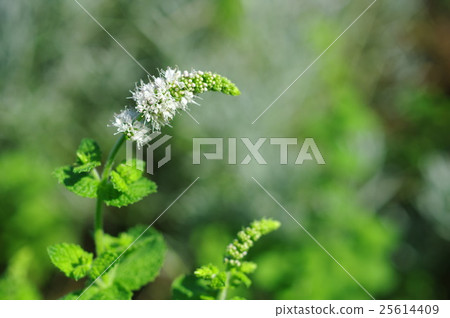 Apple mint flowers 25614409