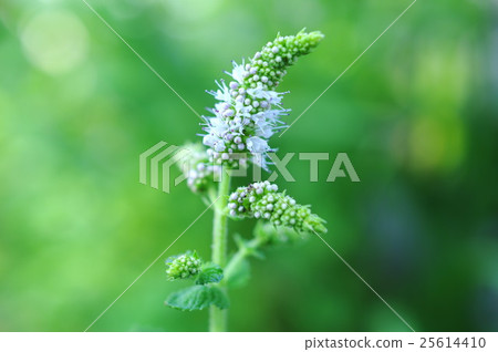 蘋果薄荷花（特寫） 25614410