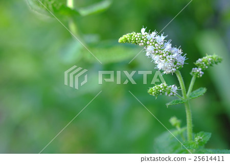 蘋果薄荷花 25614411