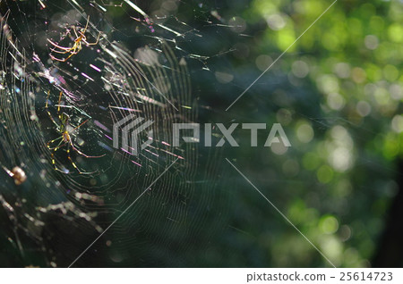 The nest of Joro spider 25614723