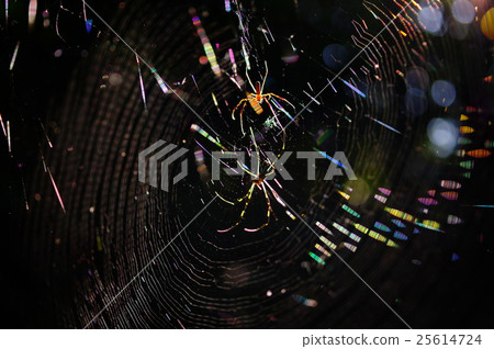 The nest of Joro spider The nest of Joro spider 25614724