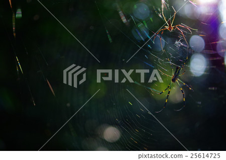 The nest of Joro spider 25614725