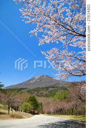 春天的天堂 25614801