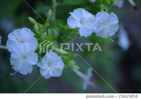 White Oshiribana 25615058
