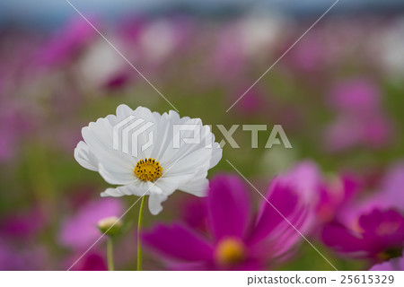 Cosmos flower close-up Cosmos flower close-up 25615329