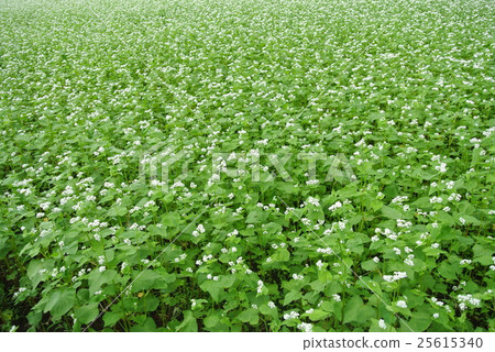 Buckwheat flowers Buckwheat flowers 25615340