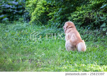 A dog golden retriever poo in a park A dog golden retriever poo in a park 25615397
