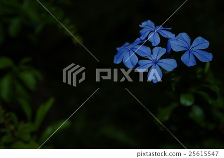 Ruri matsuri at night 25615547