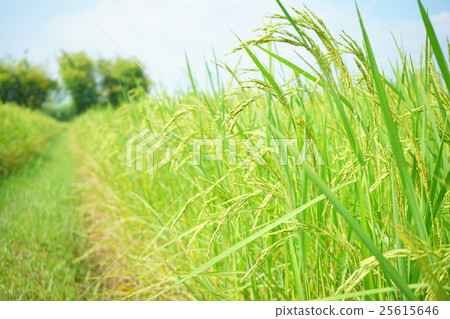Green rice field Green rice field 25615646