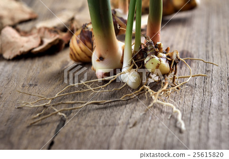 rhizome of galangal on old wooden table 25615820