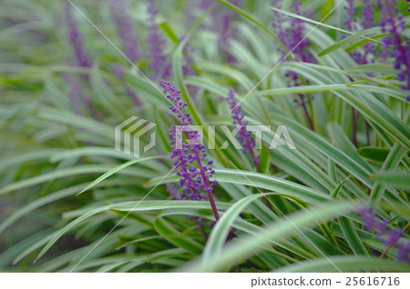 Yabran blooming in the shade Yabran blooming in the shade 25616716