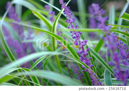 Yaburan Flower 25616718