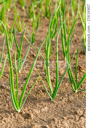 Onion seedling Onion seedling 25616907