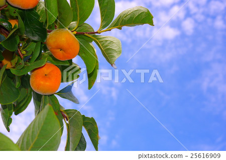 Persimmon nut and autumn sky 25616909