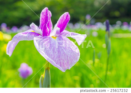鳶尾花 25617232