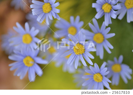Blue Daisy 1 25617810