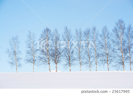 白樺樹樺樹 白樺樹樺樹 25617995