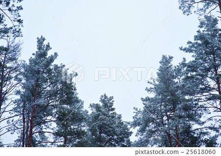 snow-covered pine trees in the forest against the snow-covered pine trees in the forest against the 25618060
