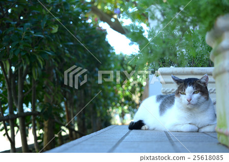 A landscape with a cat. Regional cat relaxing at the entrance of the house 25618085